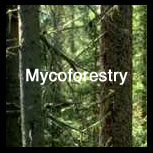 myco_forestry (32K)