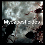 myco_pesticides (28K)