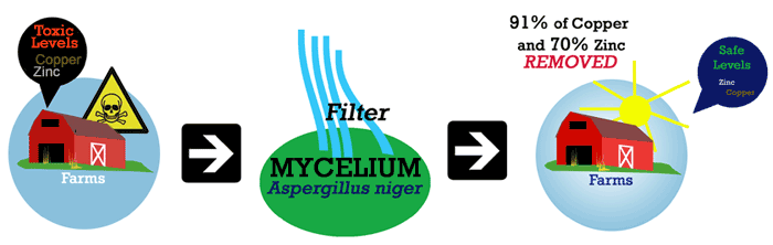 mycofiltration