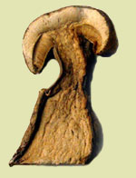 dried porcini